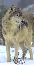 Wolf